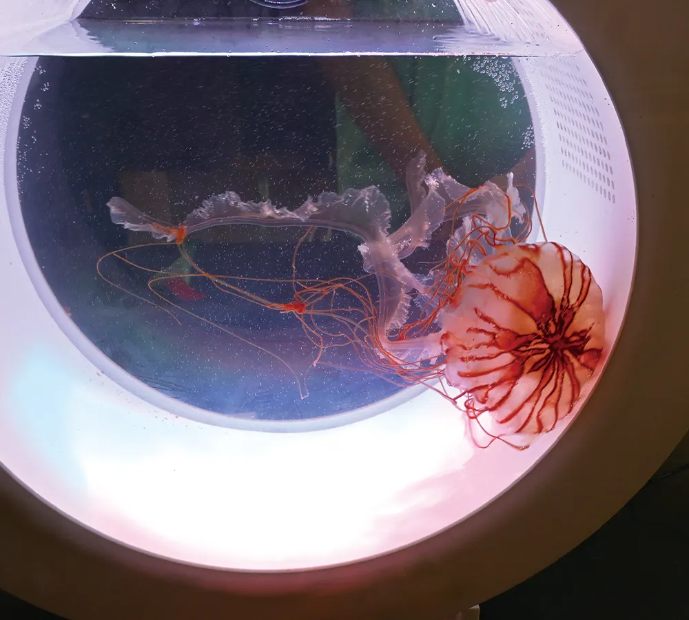 生物部の展示の様子