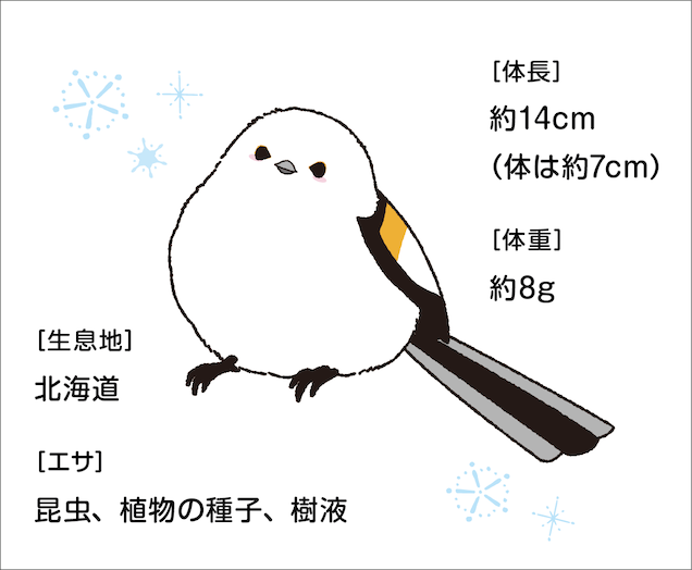 シマエナガはこんな鳥